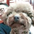 A红河铁禅-中银消费合作伙伴头像