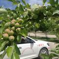 安通小王师头像