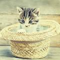 聪颖小猫WS头像