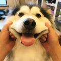 努力诺记头像