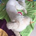 沉着小猫W3p · 沃尔沃S90车主·车龄1年头像