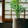 莫等春风来头像