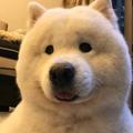 向日葵落枕了头像