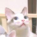 家擎头像