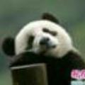 夜下风铃595头像