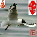 天地一沙鸥1016头像