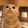 摇尾巴的猫793头像