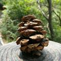 把栏杆拍遍头像