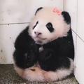 小昊子🐨头像