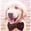 木木犬舍🐶头像