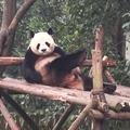我必上成都头像