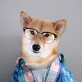 Pastoraldog头像