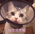 谢谢谢谢谢大妈头像