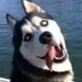 孤独与烈狗头像