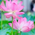 漂泊刂云1头像