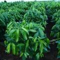 顺才花卉头像