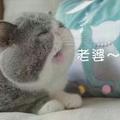 う半冬半暖半倾国，头像
