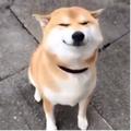 锋油精l头像