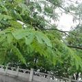 磕睡虫7788头像