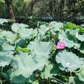 顾林森764头像
