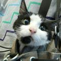 双凸轮轴猫头像