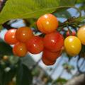 昆华85头像