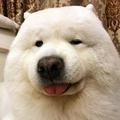 潇洒青山Kc头像