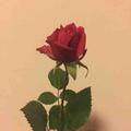 一枚虎虎头像