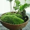 宁泊希然头像