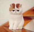 行者only头像