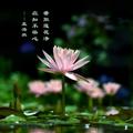 高志3127头像