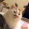 西瓜kune940头像
