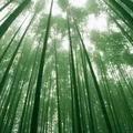 罗密欧78259741601头像