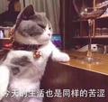 2623608829头像