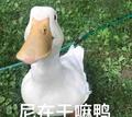 聪明桑头像