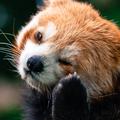 敏锐西柚mK头像