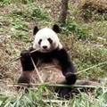 吾风者头像