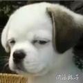 路过的老张头像