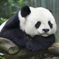 我不是菏哲头像