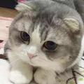 哈哈8731头像