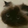 猪有能1头像