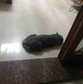 啊唧啊唑头像