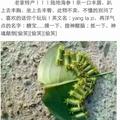虎贲中狼酱头像
