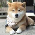 小小福143头像