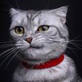 橘子味的猫607头像