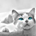 ℳ夜猫子头像