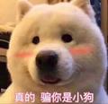 达人小哥头像