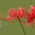邢师傅平板出租头像