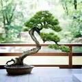 球爸797头像