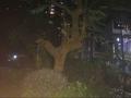 夕阳红石榴头像